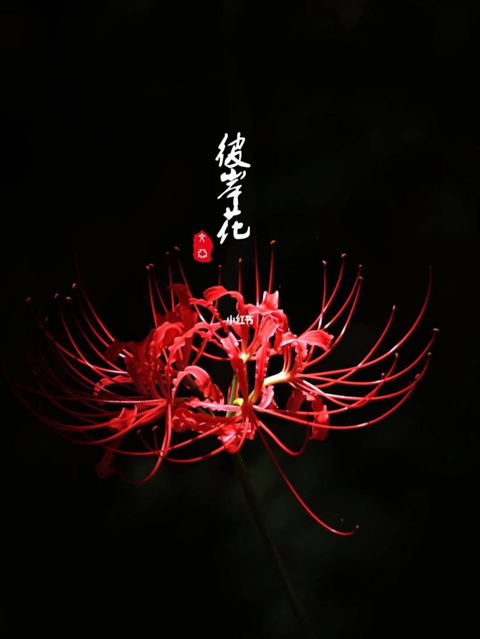 千年彼岸,愿……(彼岸花经典语句) ·彼岸花开开彼岸,奈何桥上可奈何.