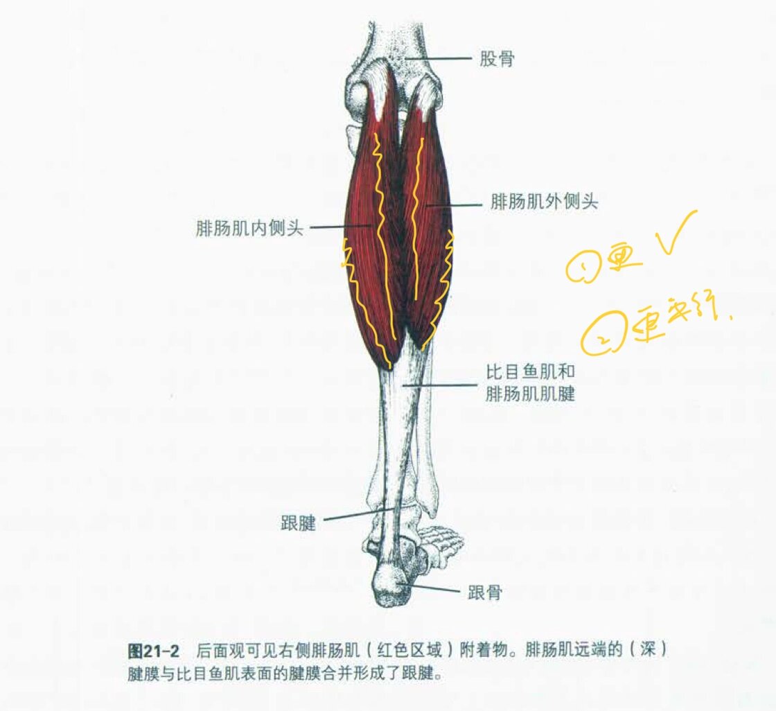 今天来更新小腿的后腔室肌肉表层的腓肠肌