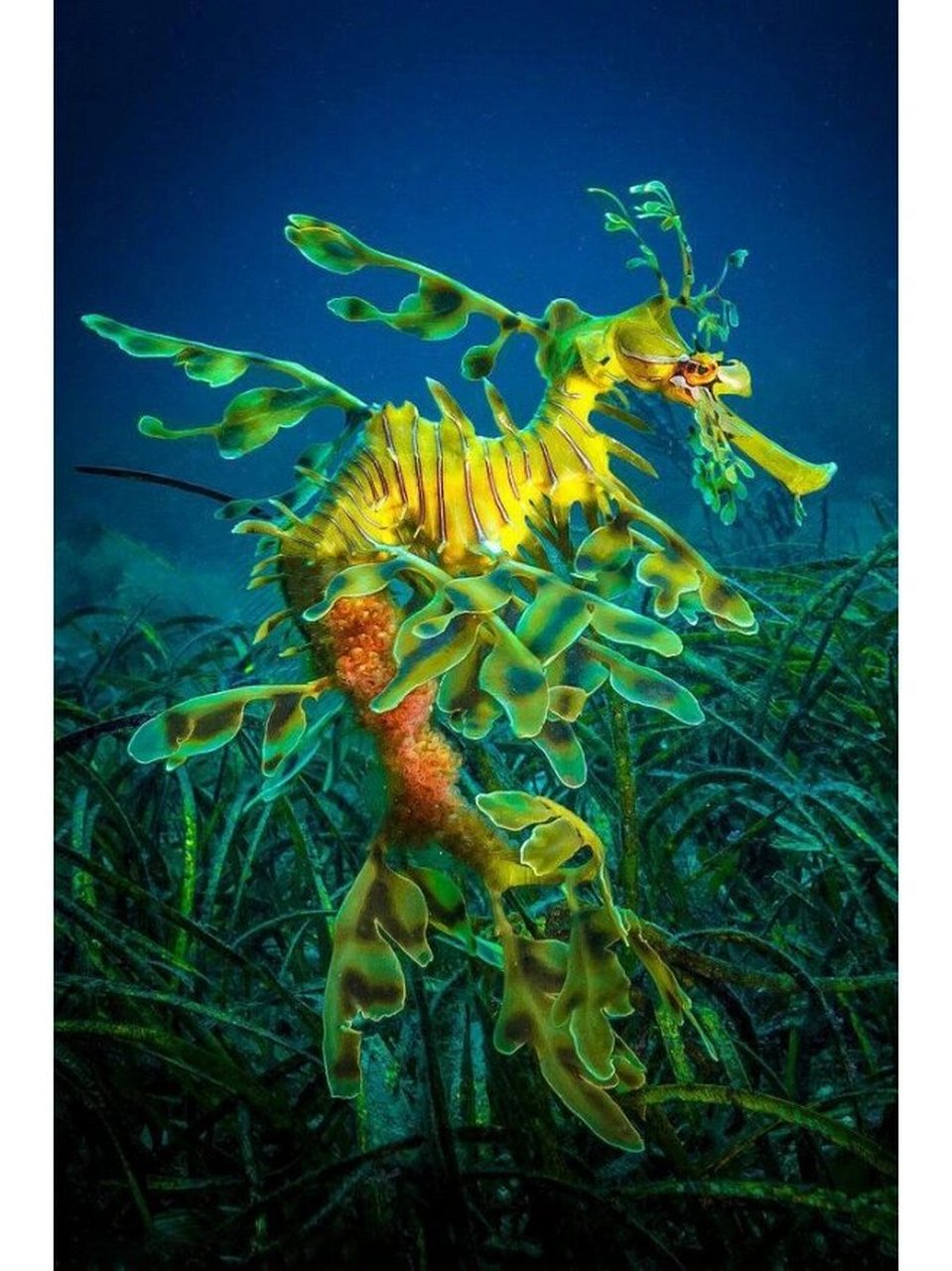 叶海龙(学名:phycodurus eques)是海龙科,叶海龙属鱼类.