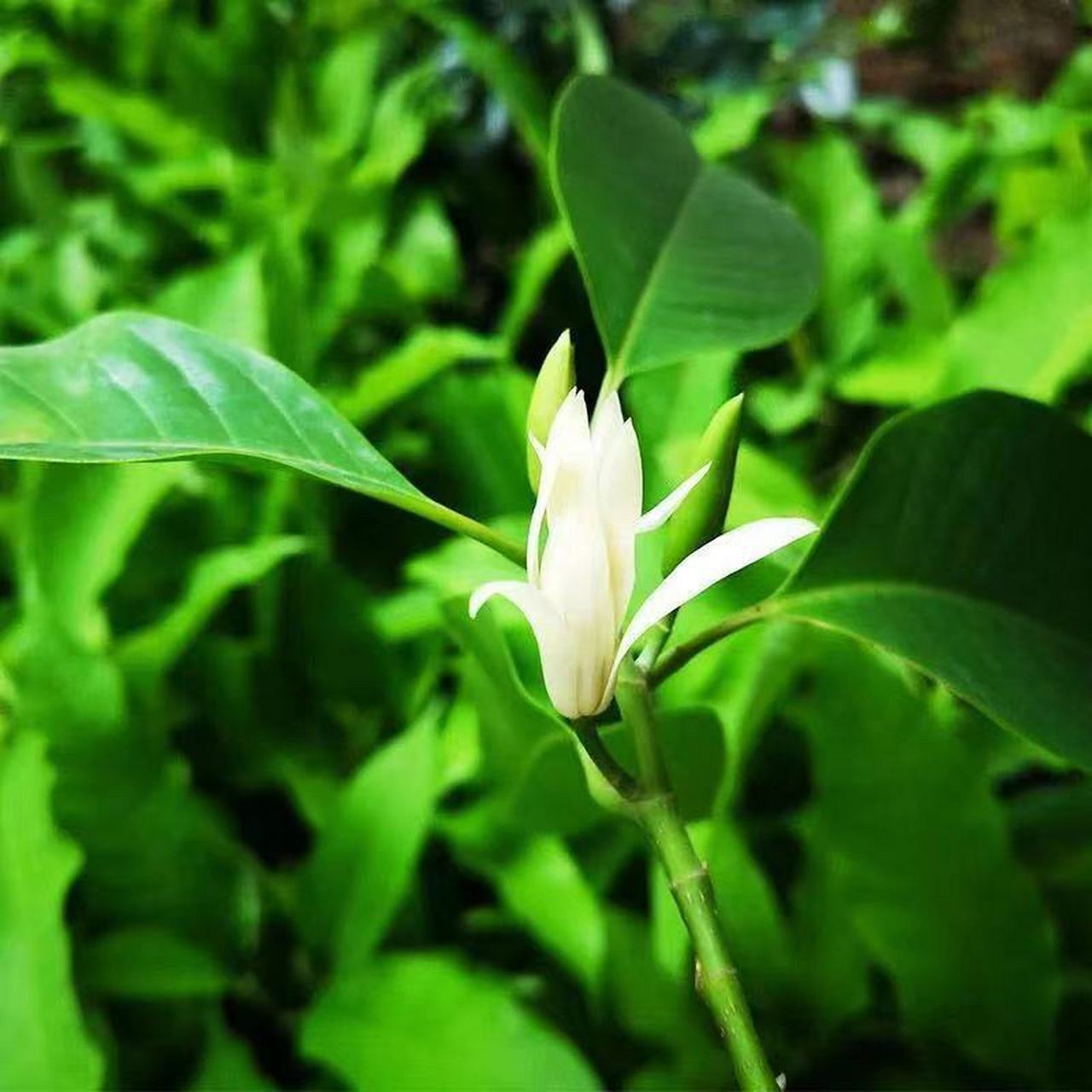 白兰花,做好几点是关键 现在花花草草的品种越来越多,家庭能盆栽的也