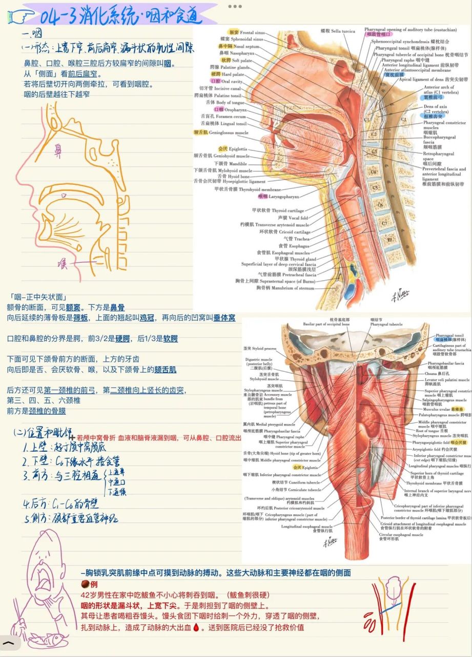 咽解剖图手绘图片