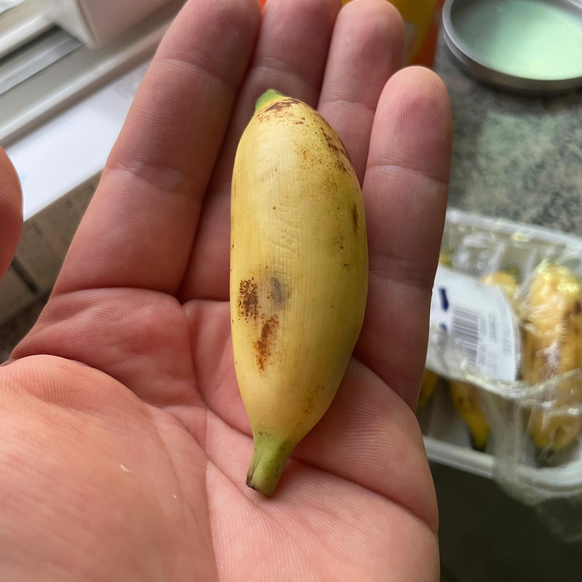 皇帝蕉94 有没有家人没见过的