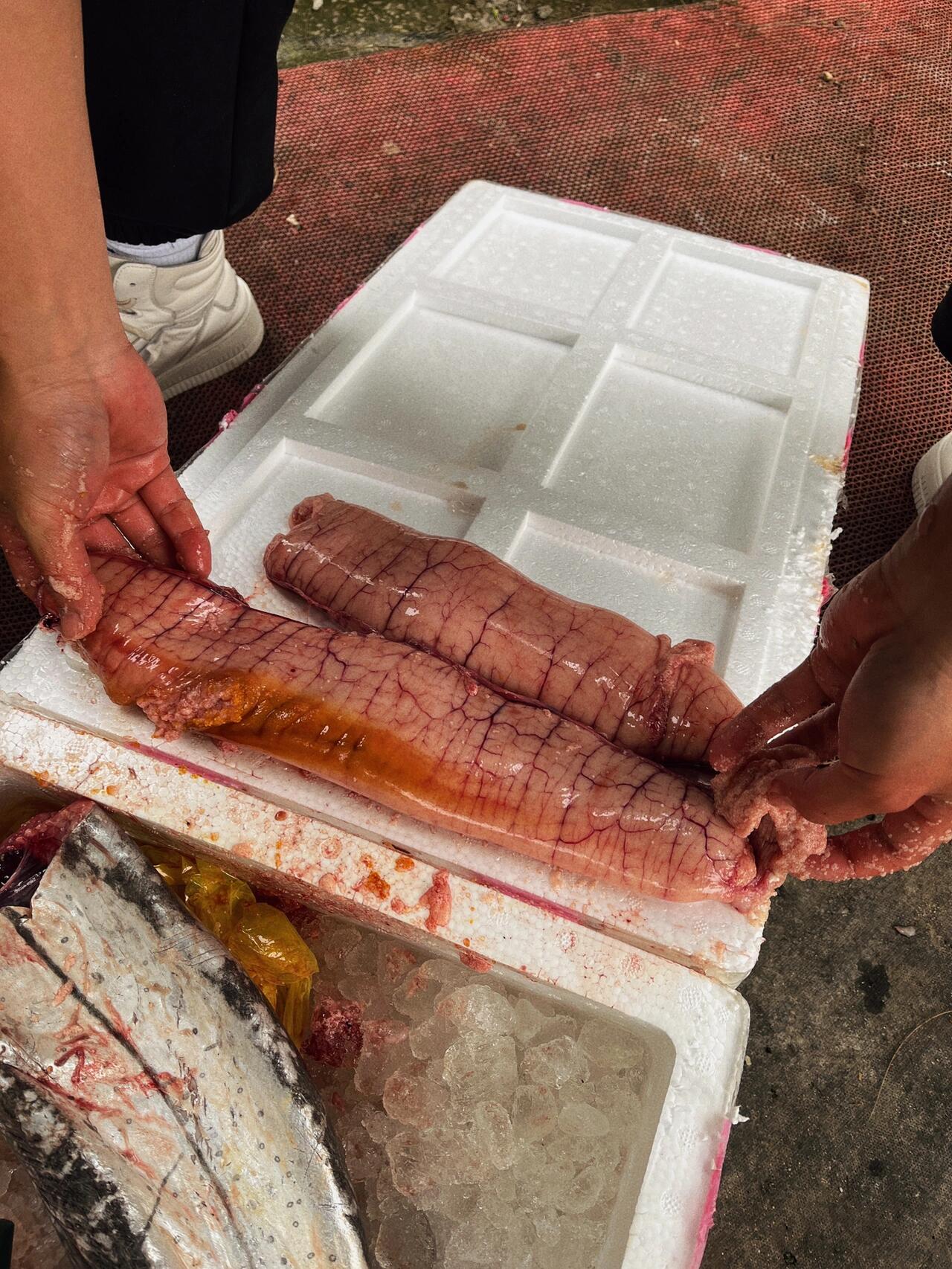 美食日记|资深"老饕" 鰆鯃(川乌) 四吃97 鰆鯃(川乌) "蓝点马鲛鱼"
