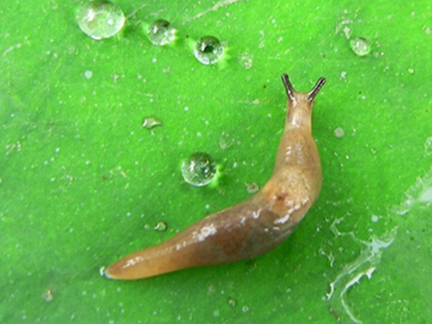 晚上在小区树上发现了这个长得像没有壳的蜗牛的东西,百度一下叫蛞蝓