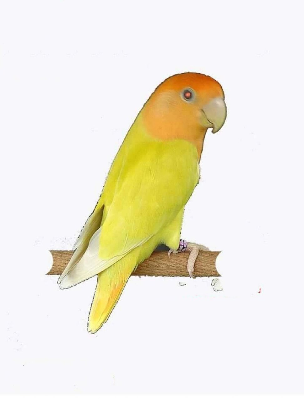 牡丹鹦鹉黄化系列常见组合 顺序依次为: 黄桃,红头黄化闪,蓝腰黄桃(红