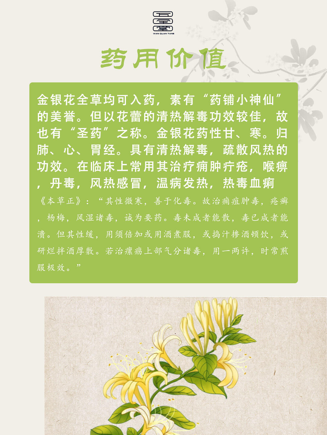 每天认识一味草本——金银花