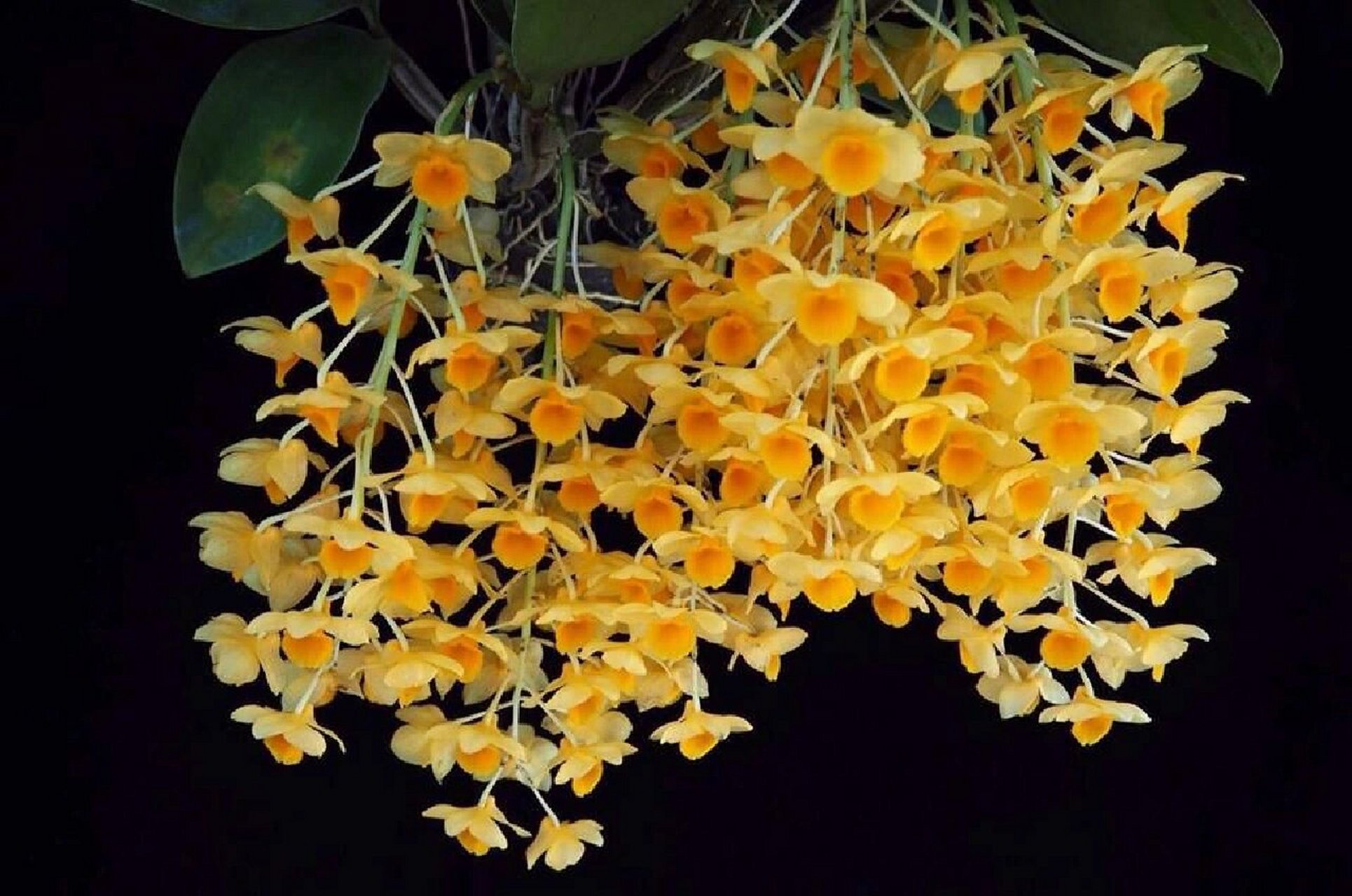 黄法式石斛 7.	黄法式石斛dendrobium guiberti carr 1876 泰国北部.