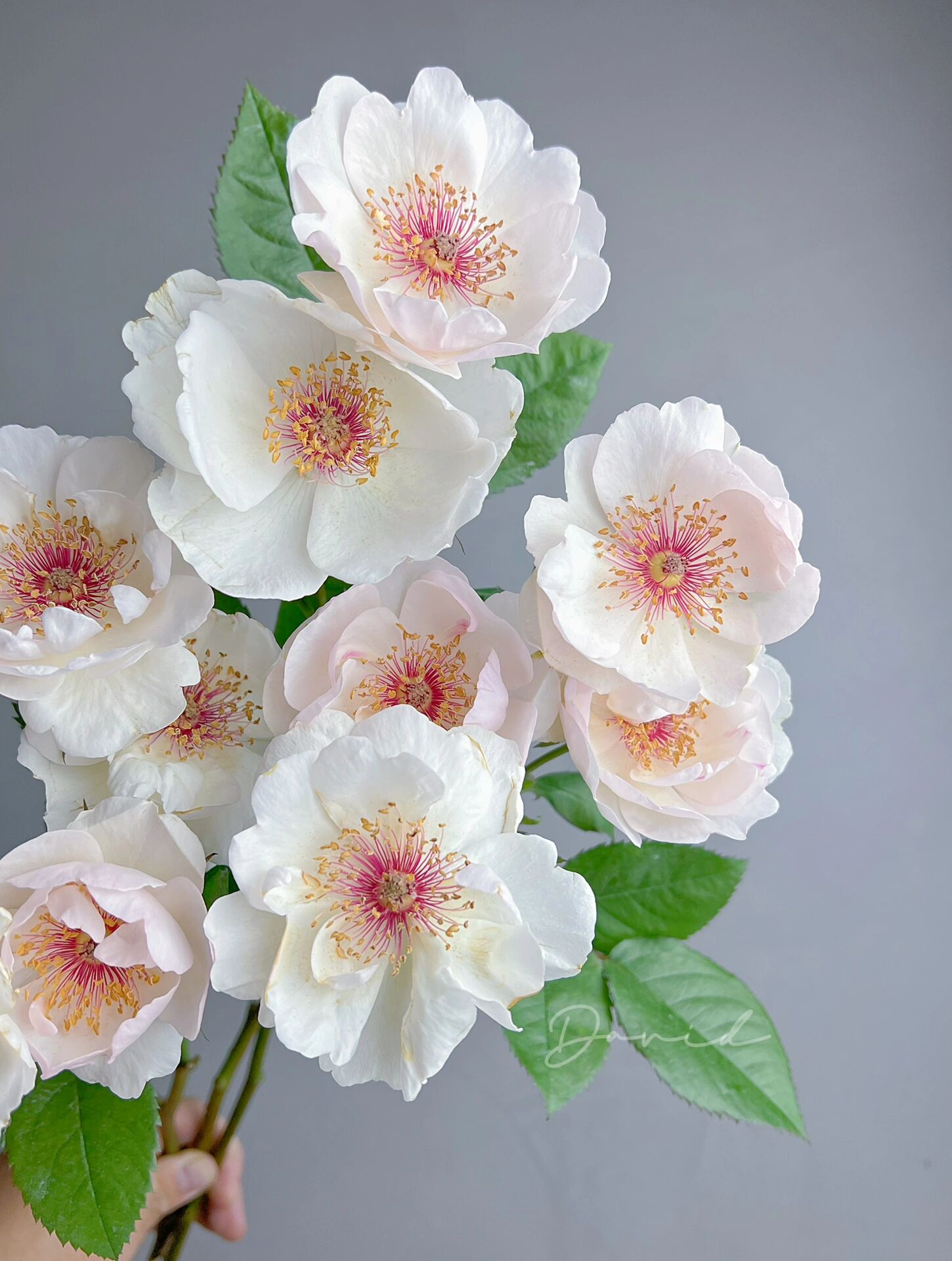 94杰奎琳杜普蕾|单瓣月季天花板,我也有了!