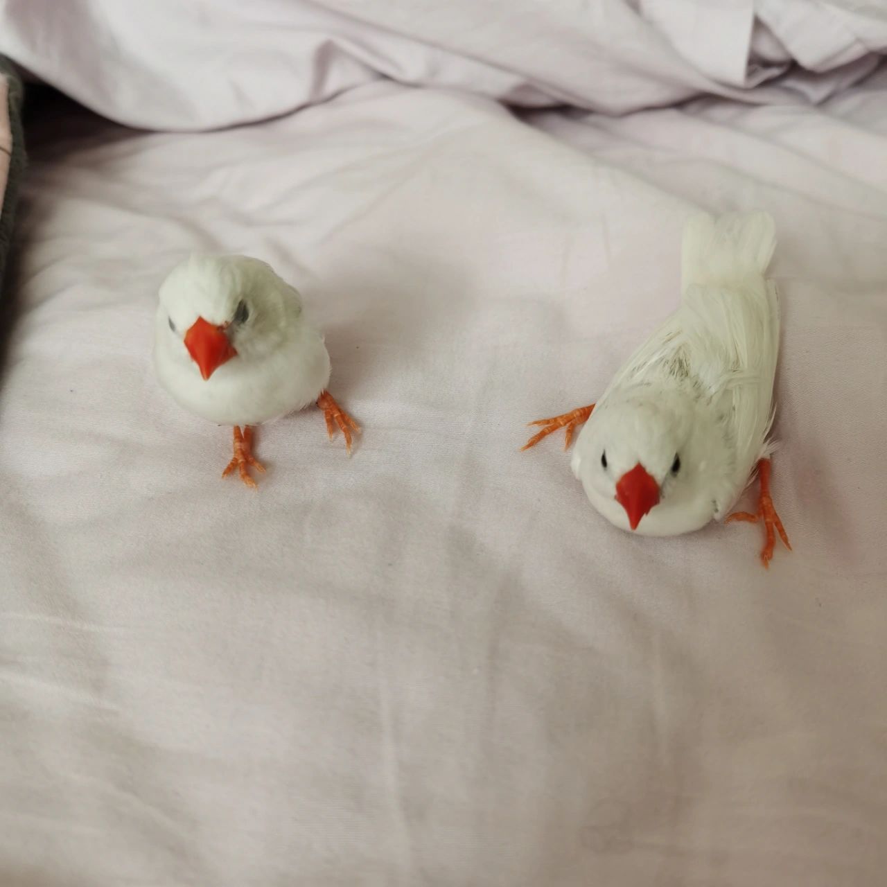 白珍珠鸟真的太可爱了