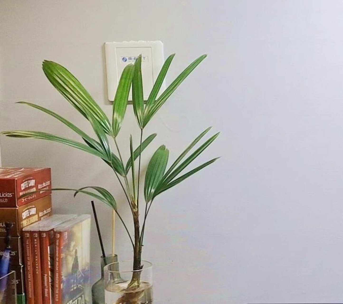 水培棕竹植物养护你知道吗 收到水培棕竹植物,先清洗干净根部,生根粉