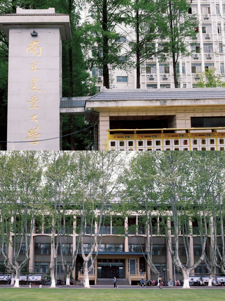 高校打卡 | 南京农业大学(卫岗校区) 96是错过了花期但仍然美好的