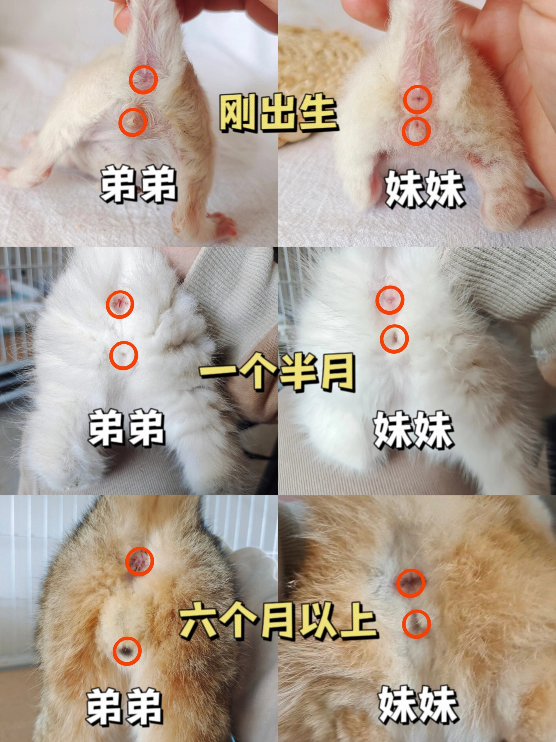 猫咪公母还不会看?