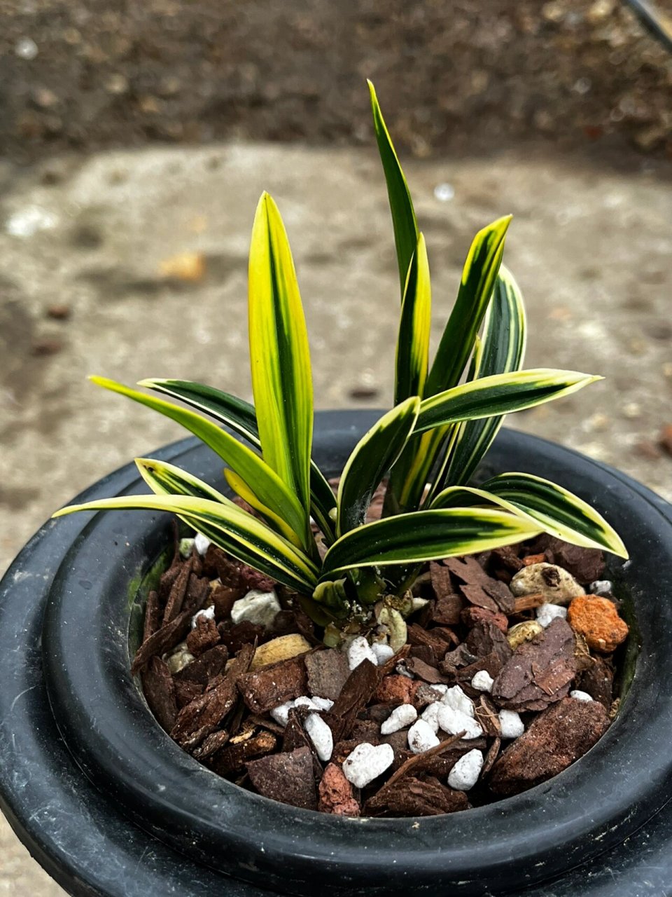 春兰金边皱叶～彩云荷 春兰矮种～彩云荷