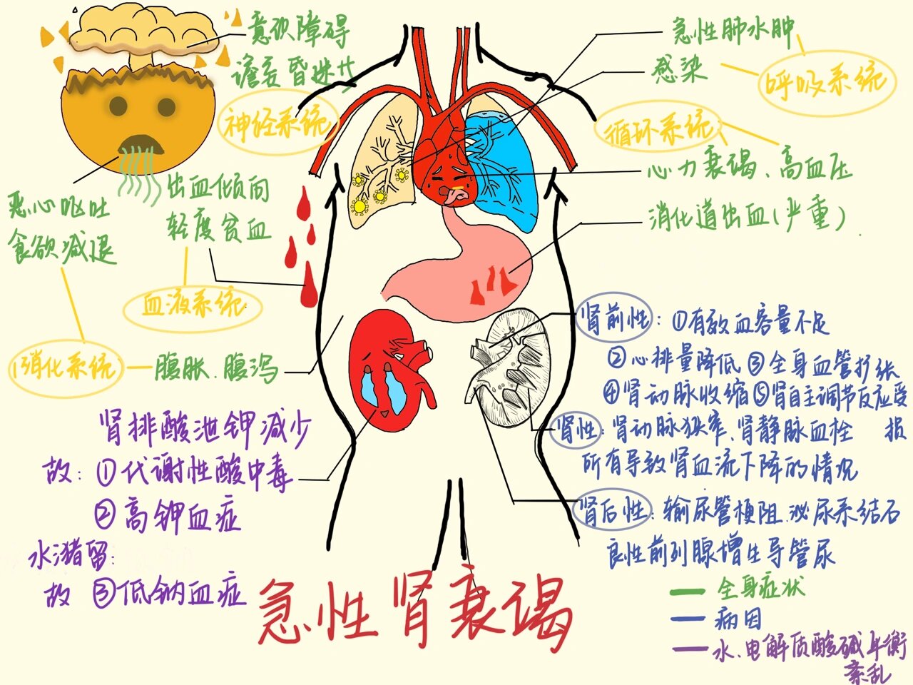 急性肾功能衰竭图片