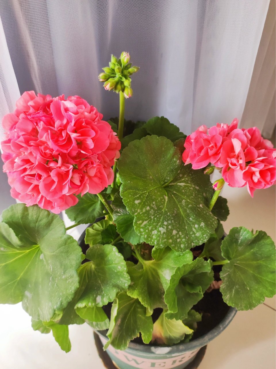 天竺葵高地魅力 买的其他品种,结果商家发错了,开花后,给我说这个是