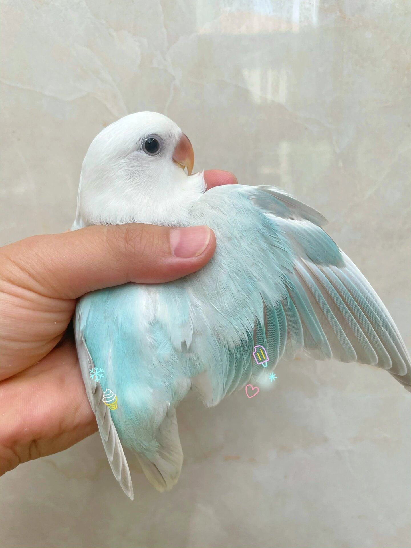 牡丹鹦鹉之松石伊莎