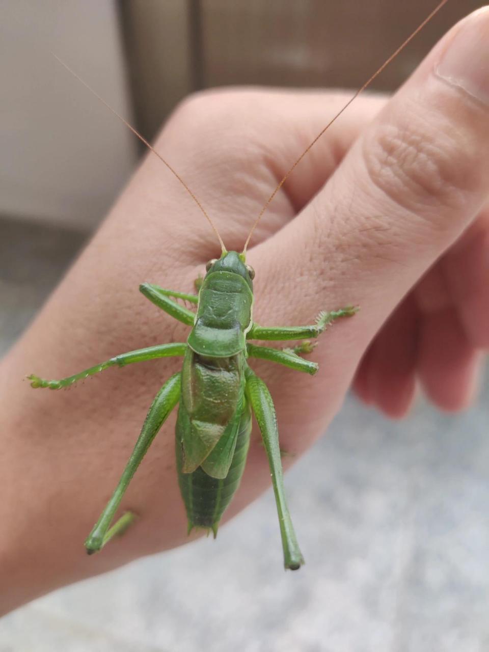 蝈蝈最爱之一 蝈蝈最好的实物是红萝卜,还有水泡过的黄瓜之 类的,这种