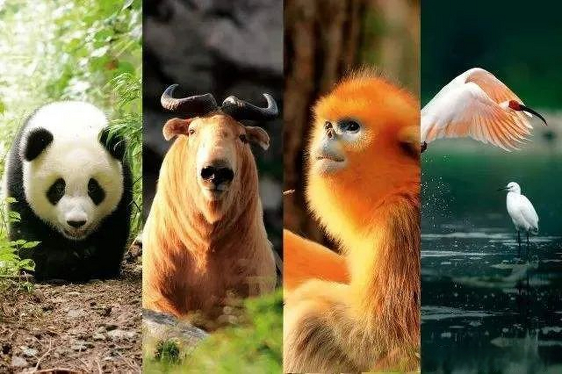 去秦岭四宝科学公园 看"东方宝石"朱鹮 看优雅的金丝猴 看身材高大的