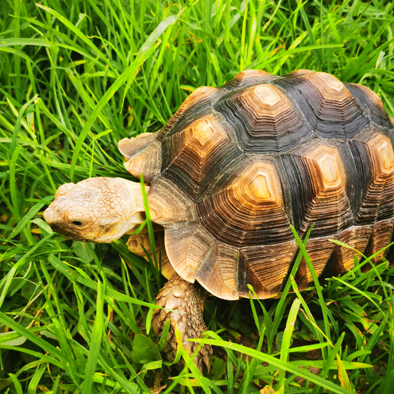 蘇卡達飼養指南 蘇卡達陸龜是食草性的,而且要吃高纖維含水少且鈣磷比