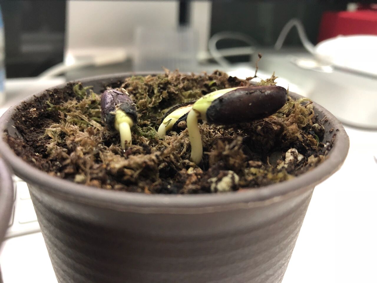 腊梅种子如何催芽出苗分享