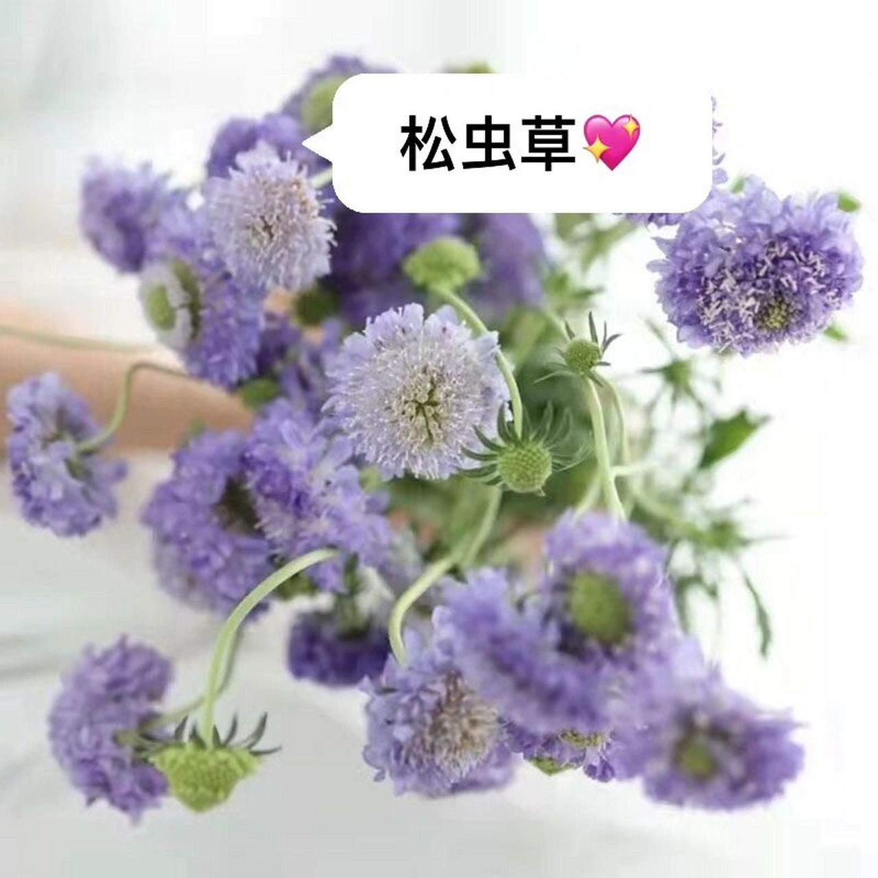 星芒松虫草图片