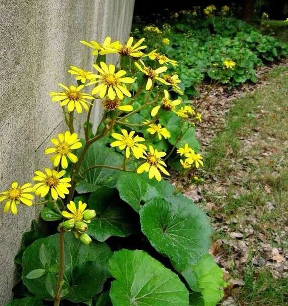 每日分享一种植物[话题]# day13 大吴风草 菊科大吴风草属植物