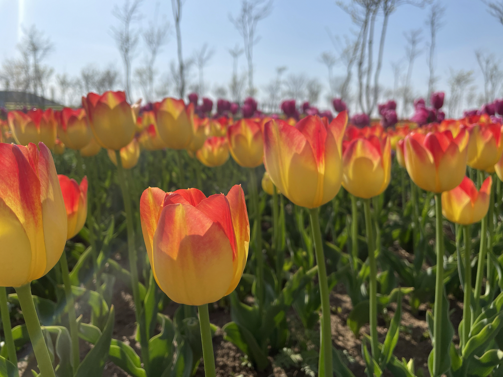 打卡潍坊安丘齐鲁酒地郁金香花海93 今年郁金香93非常火爆,潍坊人