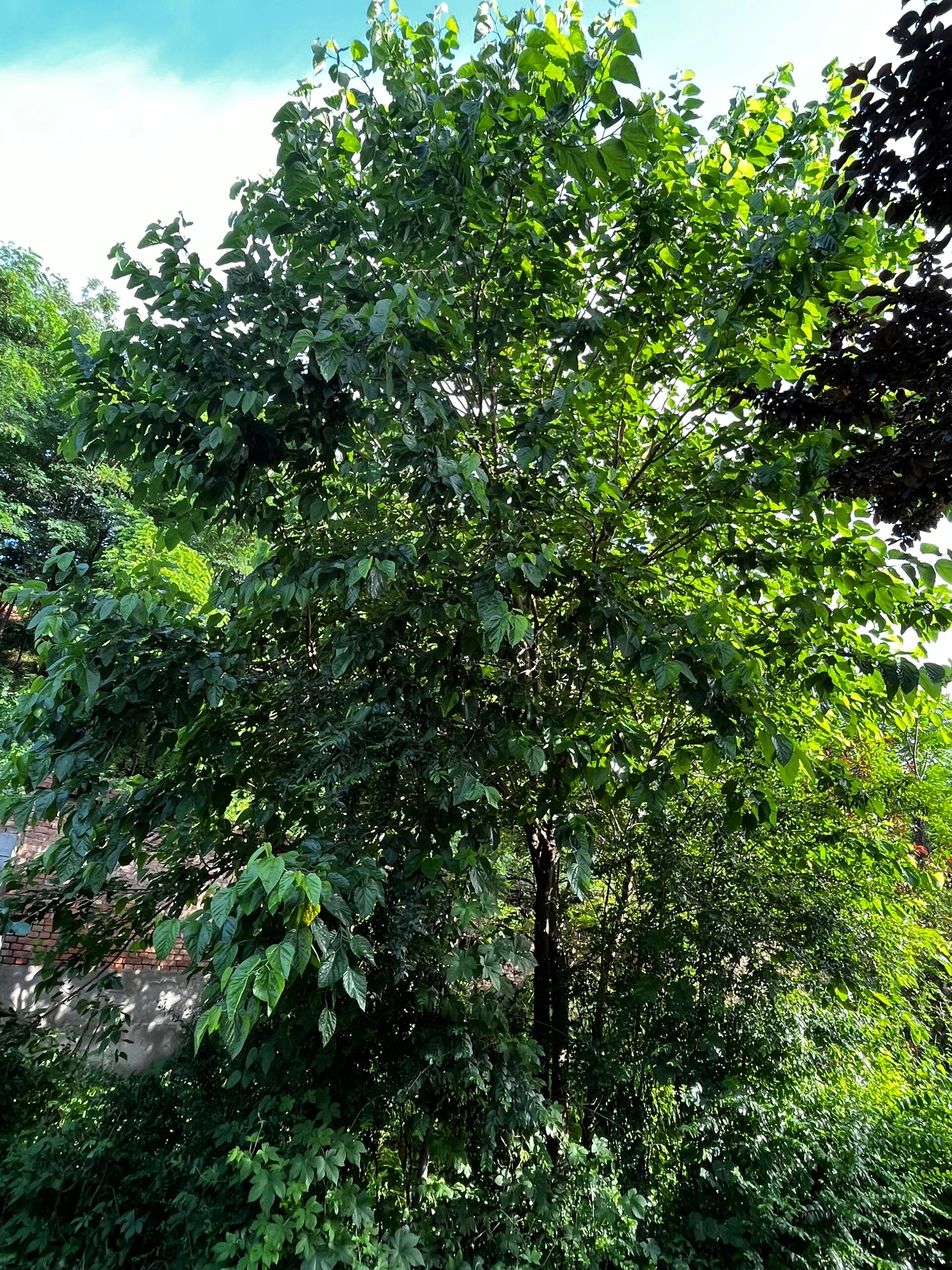 桑树