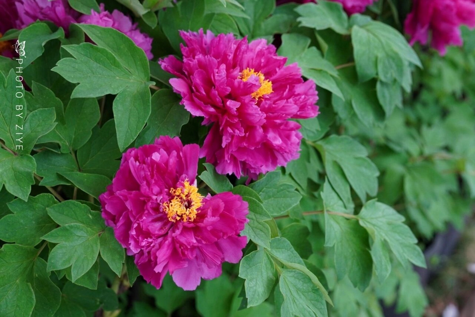 每天认识一种植物——牡丹 牡丹:双子叶植物纲,芍药科,芍药属植物,为