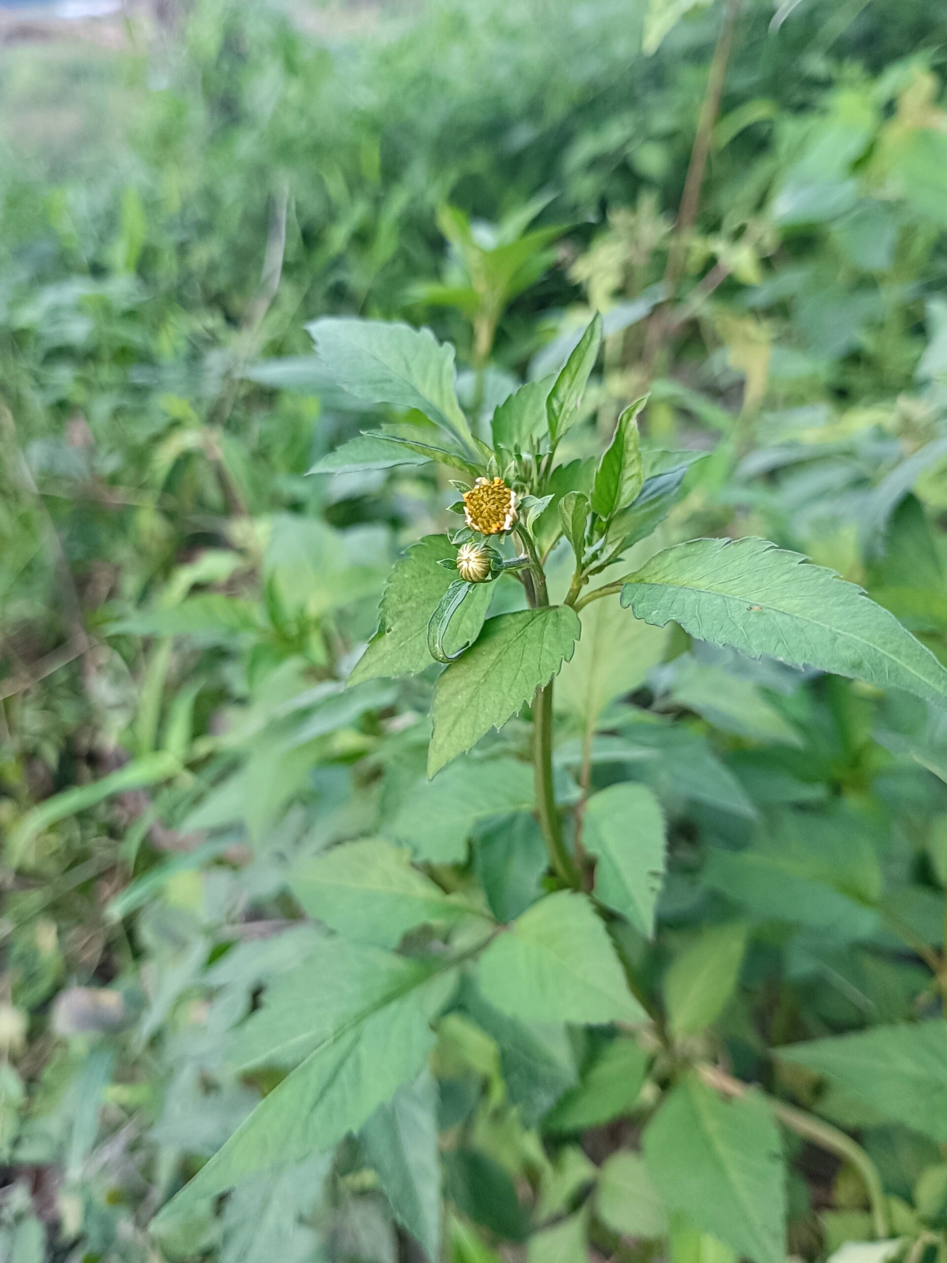 可以找鬼针草的叶子,摘下来用双手的手掌揉搓,搓出汁液,敷在伤口上
