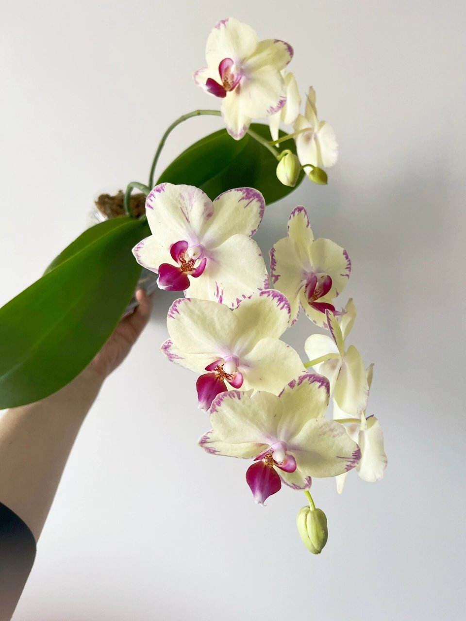 绿闪电蝴蝶兰,长得贼快,开花待机时间超长 绿闪电蝴蝶兰737373