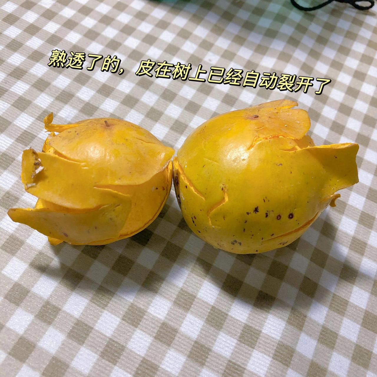 云南旅游|必吃水果之蛋黄果00又名鸡蛋果 99夏天最开心的莫过于