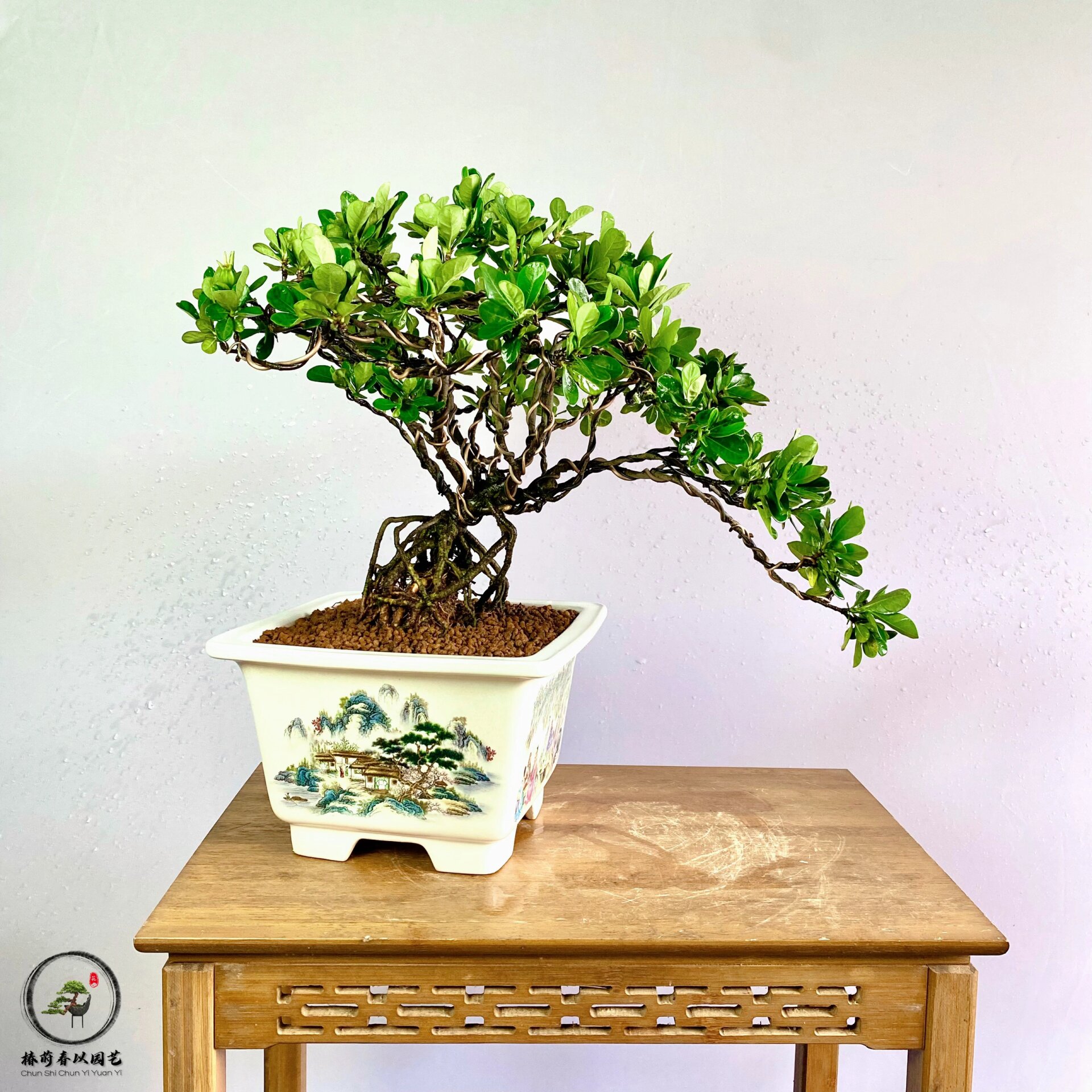 日本达摩清誉喜黛玉栀子花提根造型盆景 栀子花绽放的时候 带来一股