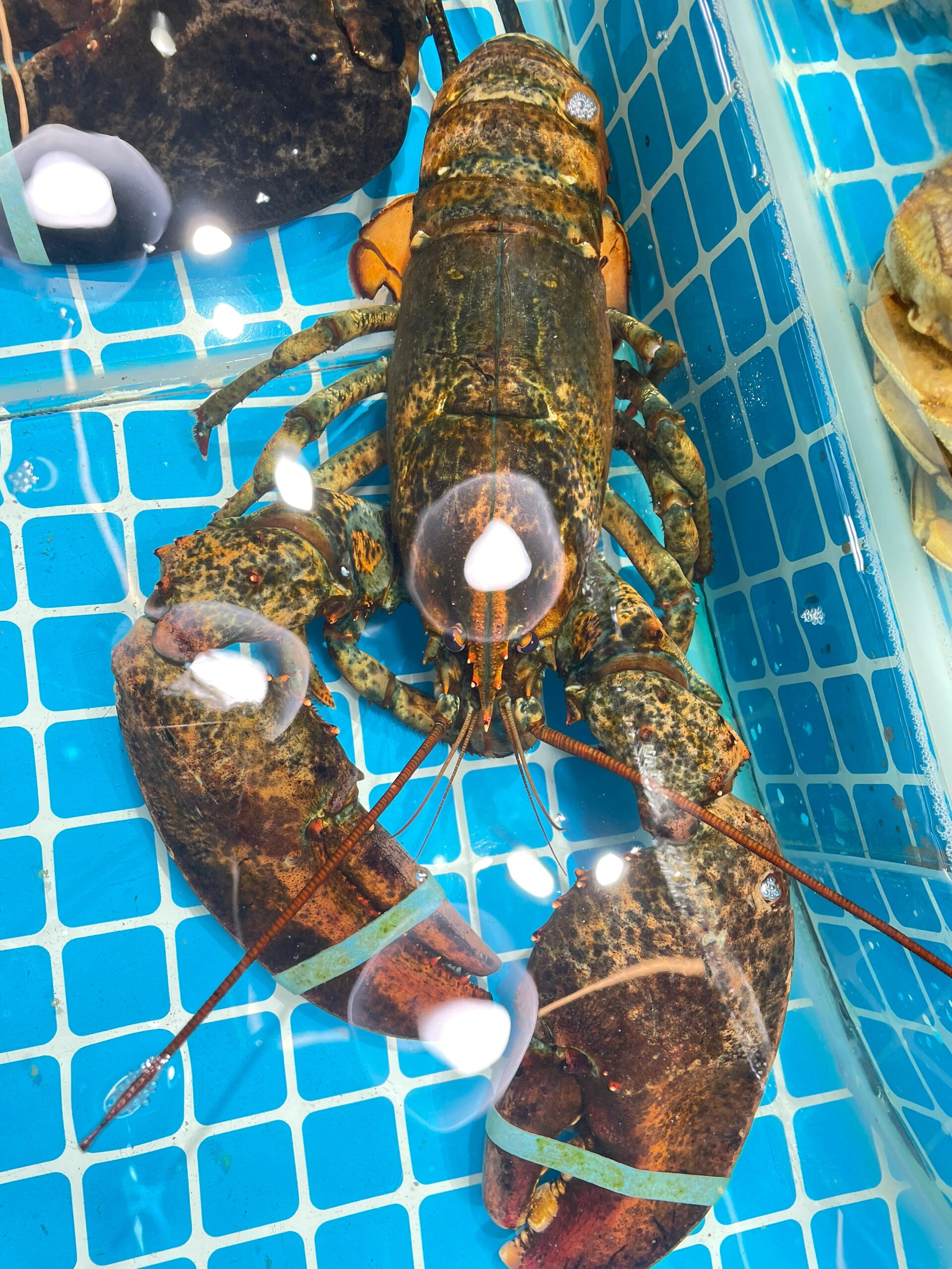 波士顿龙虾125! 昨天为了酒席婚礼新打的货哦,非常鲜活!肉肥!