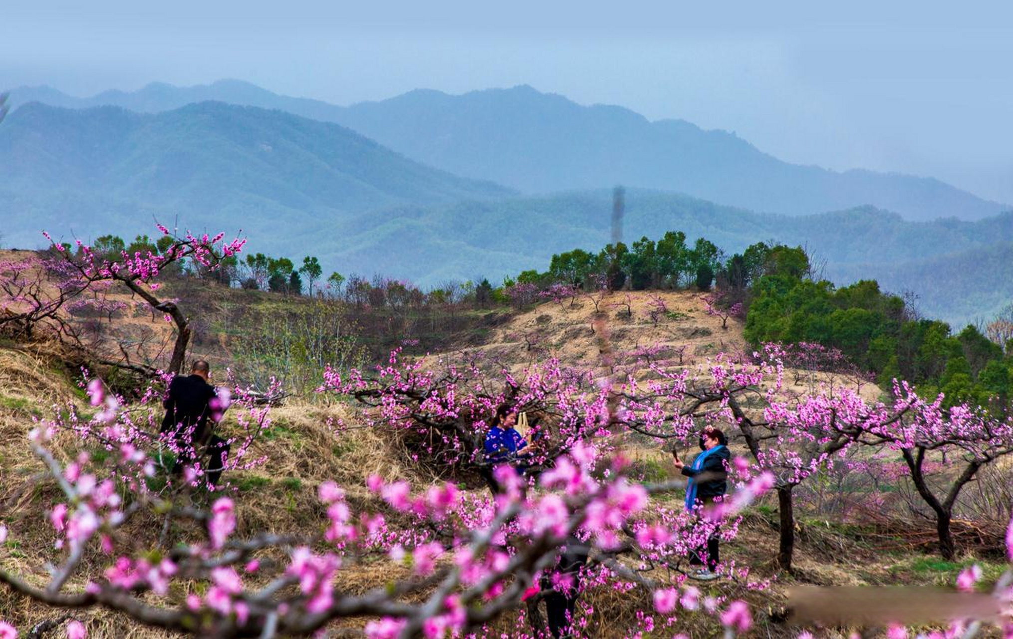 3月24日,鲁山县第六届桃花节在下汤镇林楼村开幕,艳丽的桃花迎来了