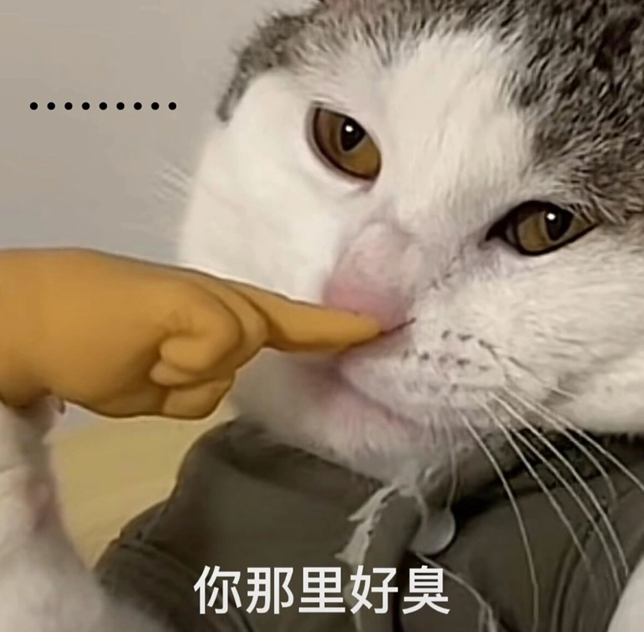 很好用的小臭猫表情包,宣!