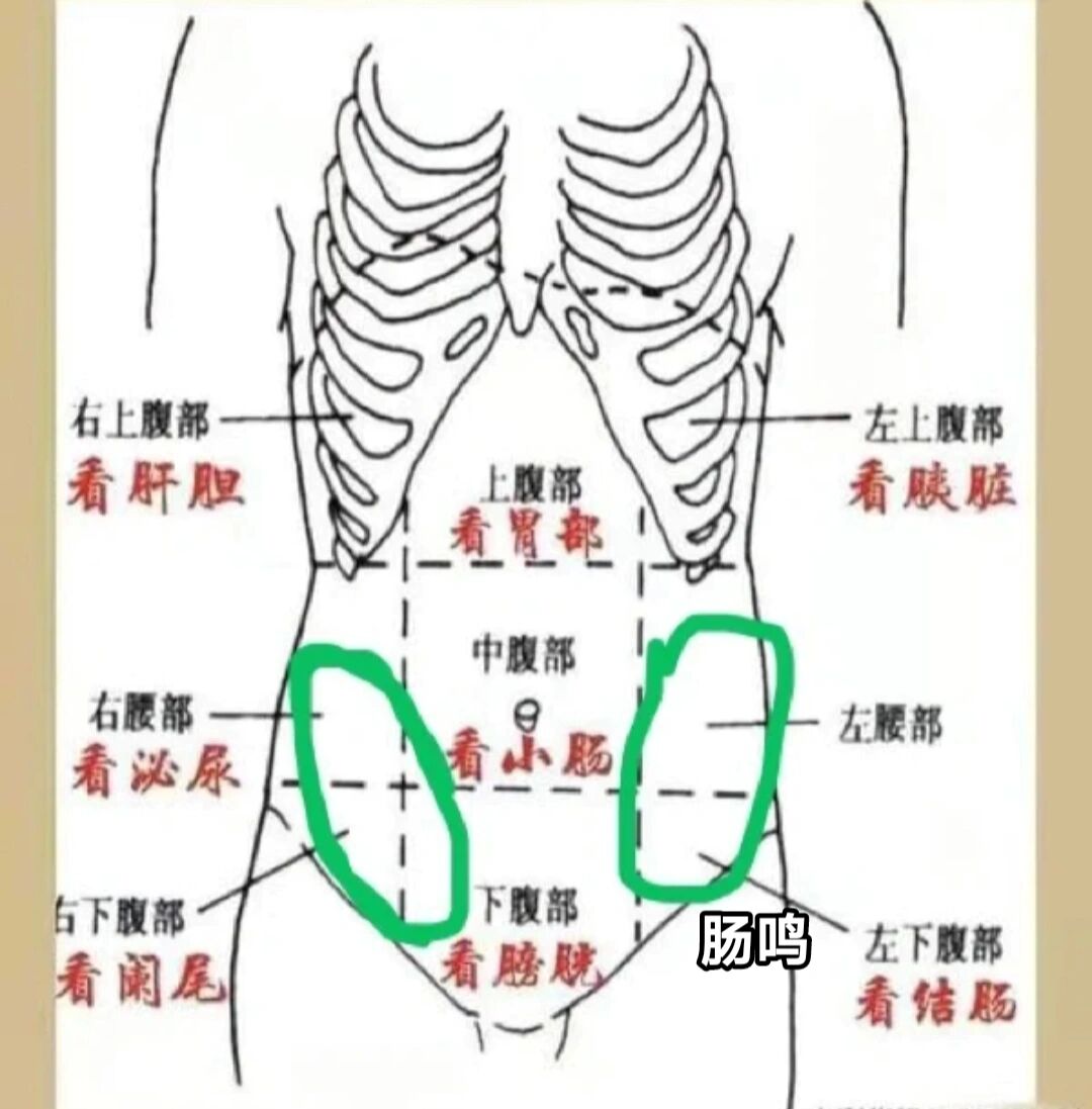 左下腹部肠鸣严重