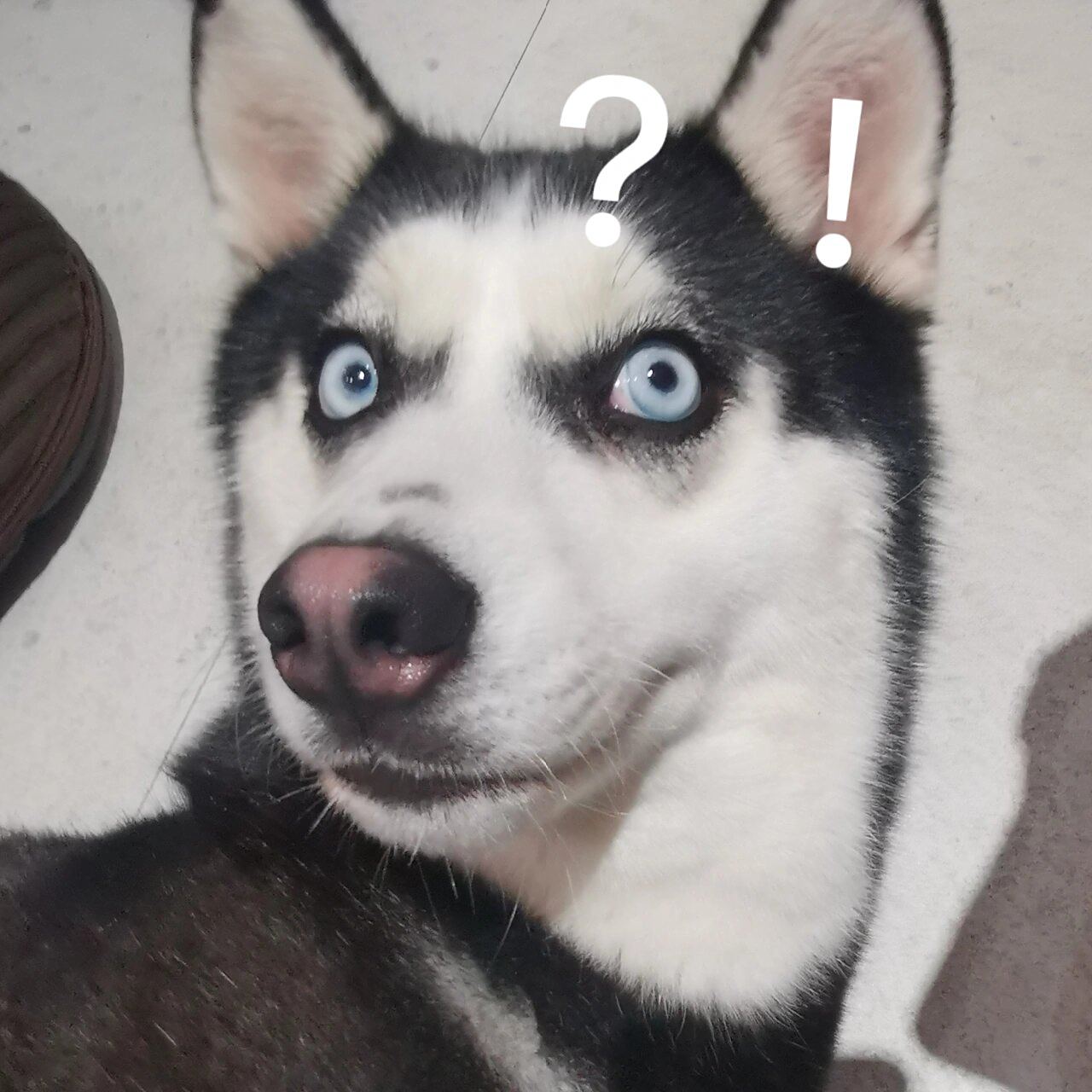 来分享一波二哈表情包9898 蛤蛤989898 撸狗的目的还有一个