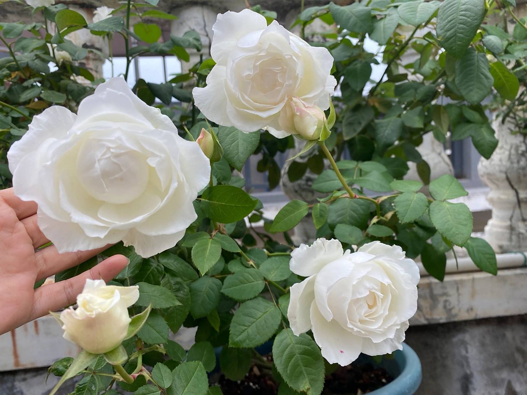 美雪公主,大花浓香的纯白月季 缺点的话,应该是直立性差了点儿,容易垂