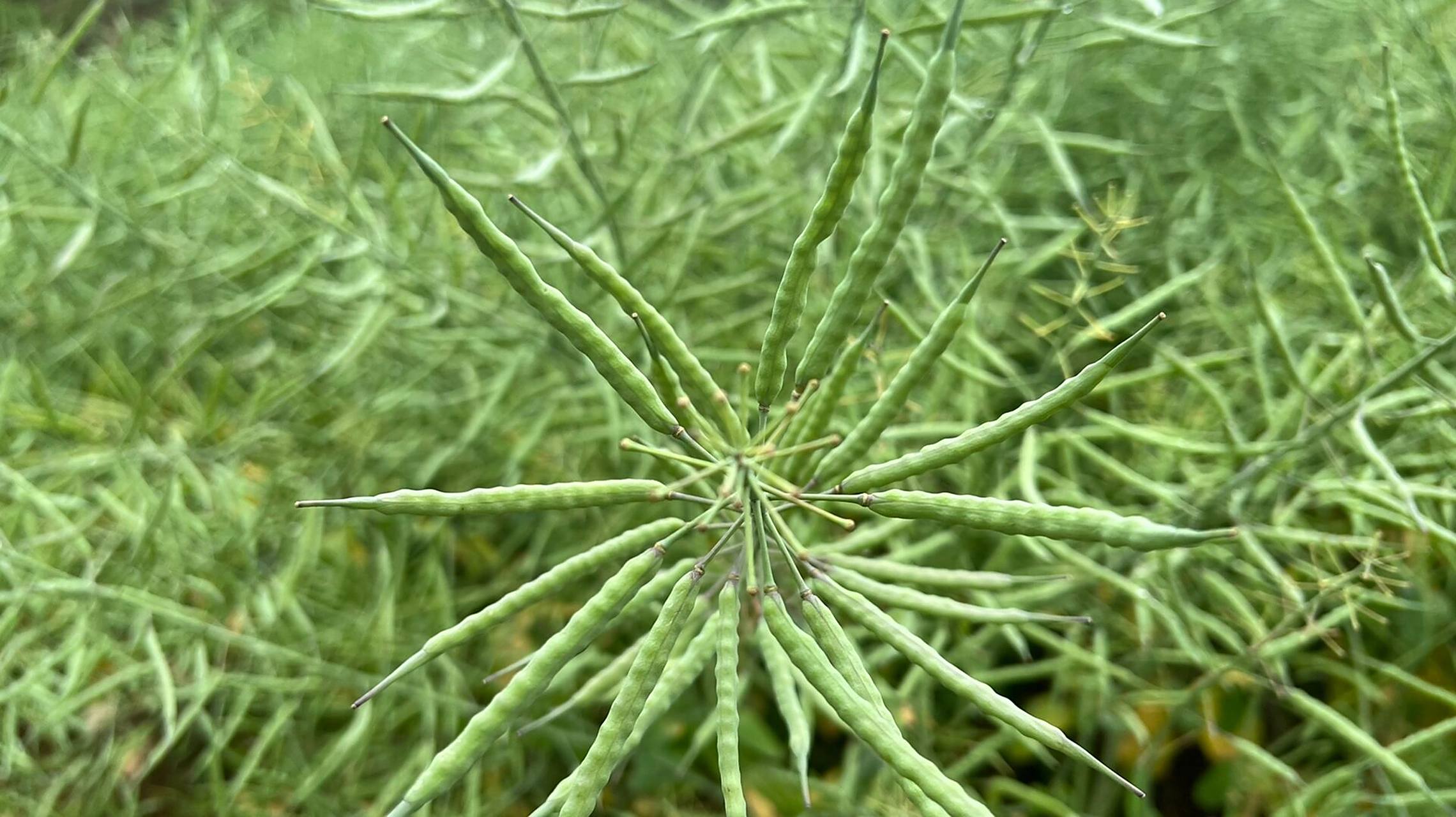 第一次见到油菜花的果实,居然像豆荚一样