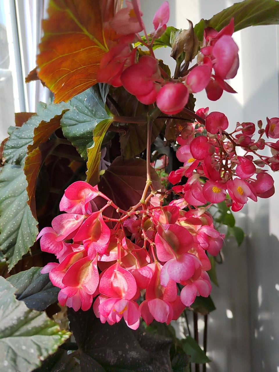 斑叶竹节秋海棠 斑叶竹节秋海棠(学名:begonia maculata raddi)秋海棠