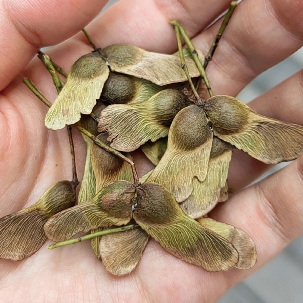 槭树种子发芽啦 院子里有两棵元宝槭,也就是枫树,10月底捡了一些像