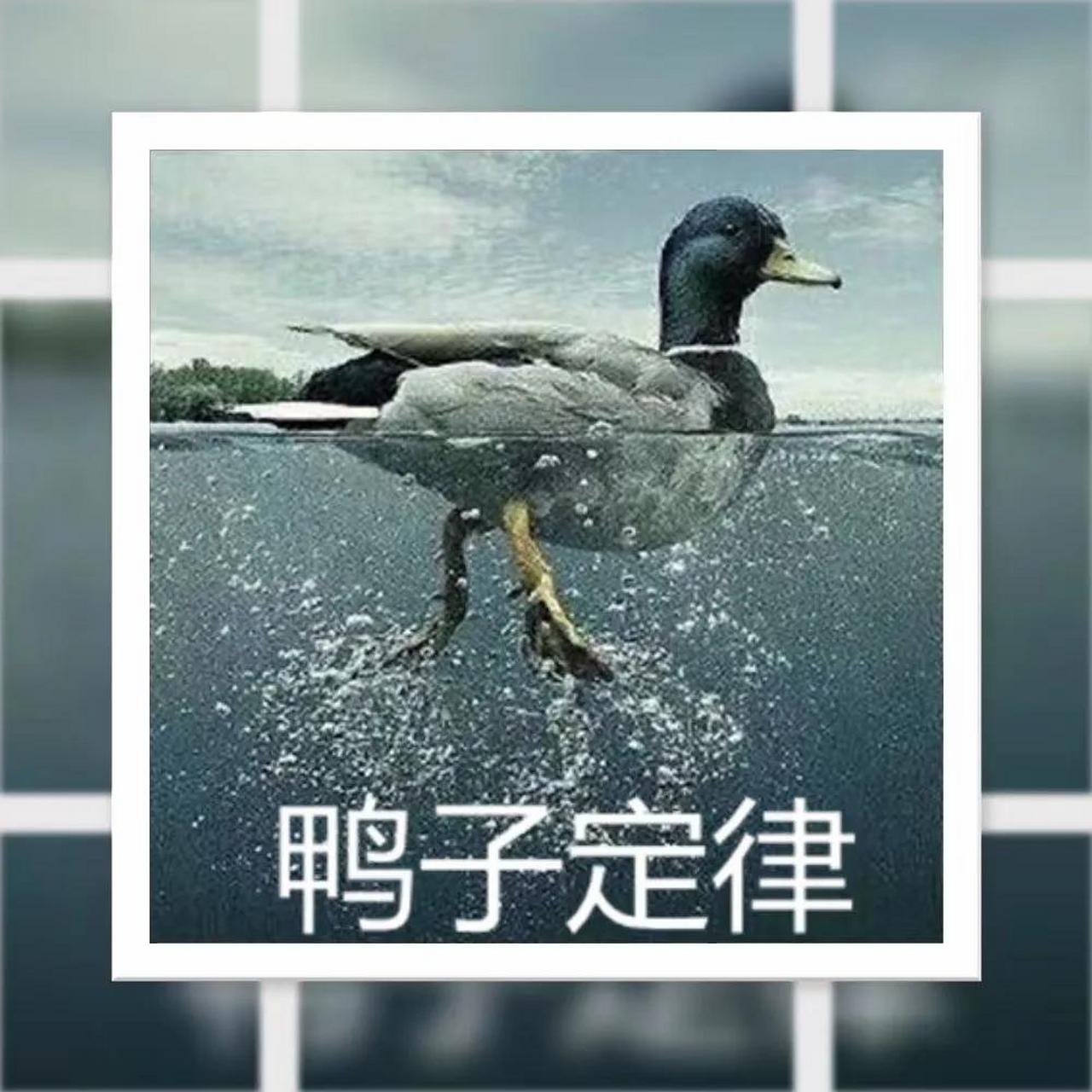 "鸭子定律" 安逸‭要需‬‬底气!悠闲需要实力! 你所‭到看 6