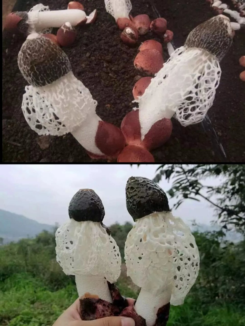 7215中文名:红托竹荪 拉丁学名:phallus rubrovolvatus 目:鬼笔目