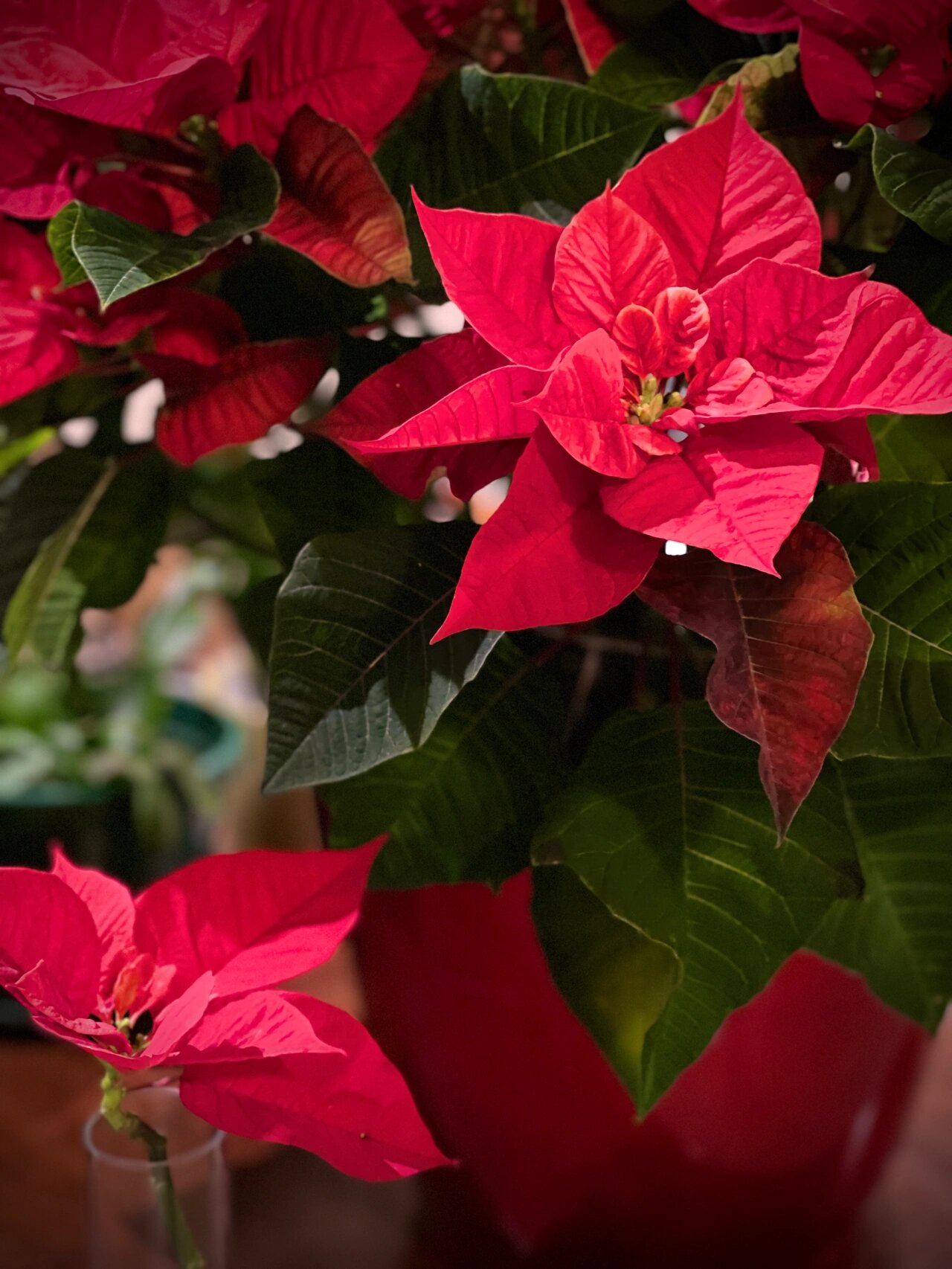 圣诞红poinsettia养护重点