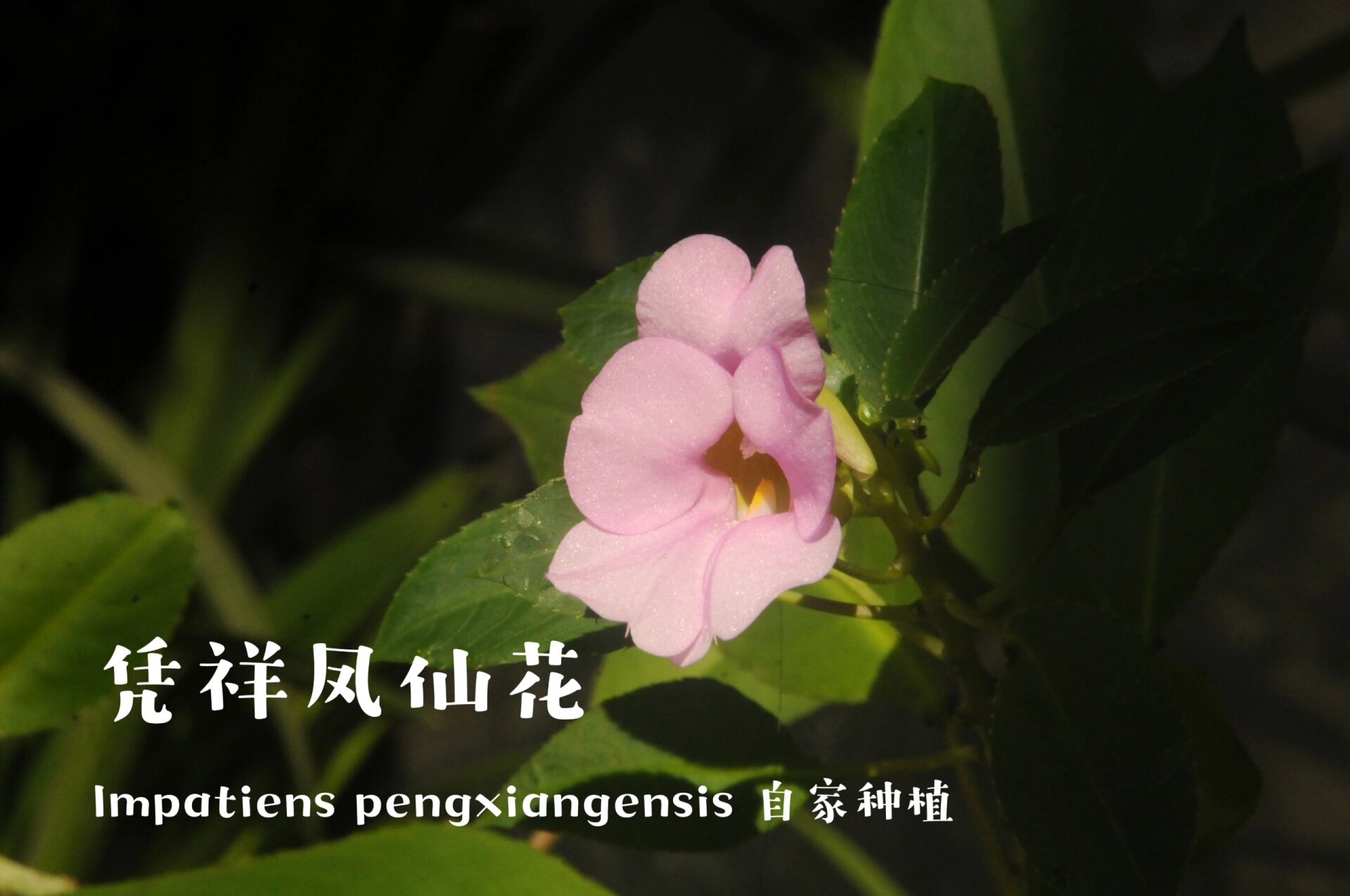 在光与影中舞蹈～凭祥凤仙花