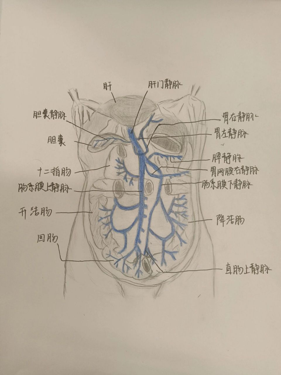 肝门静脉及其属支更新~,emm画了3h