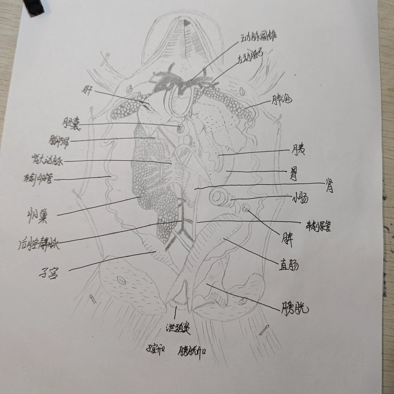 青蛙内脏解剖手绘图图片