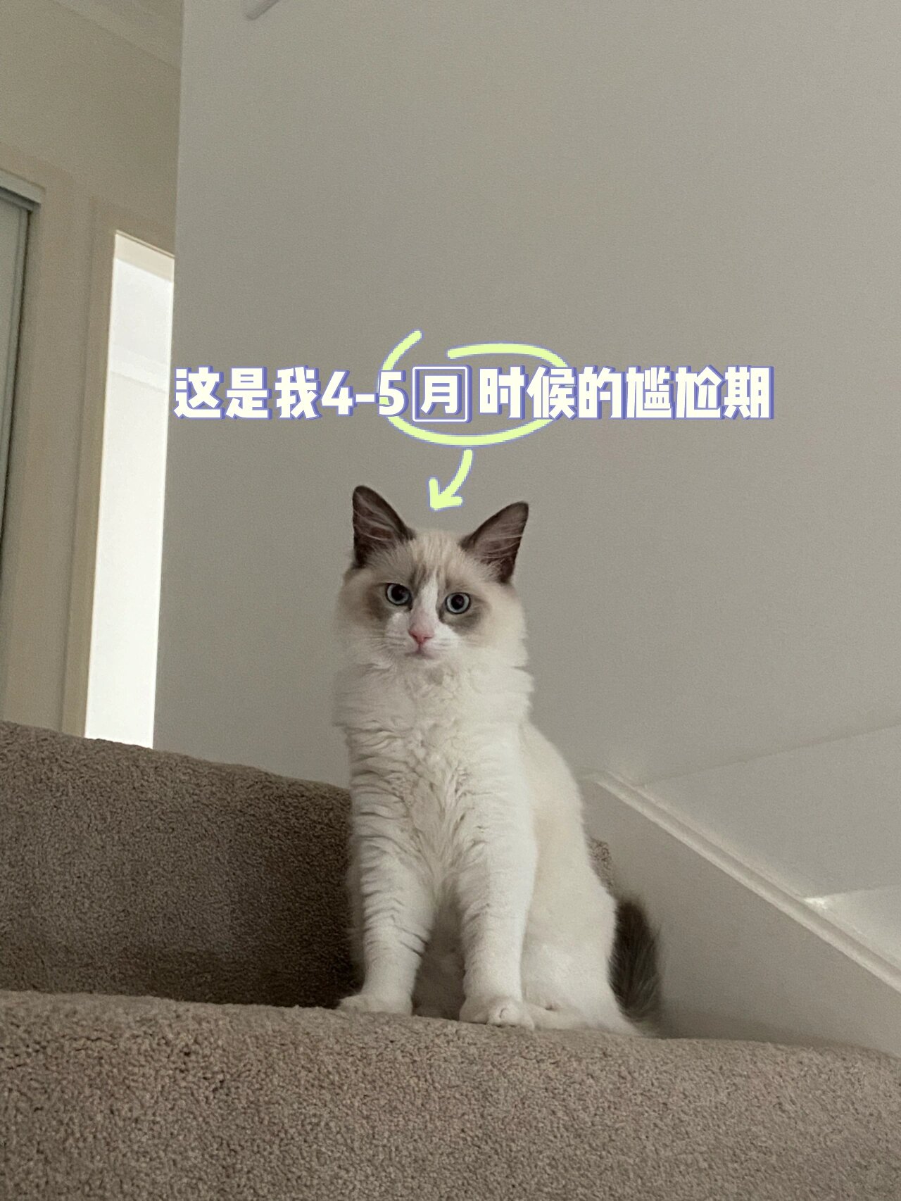 分享一只7个月布偶猫的成长过程变化