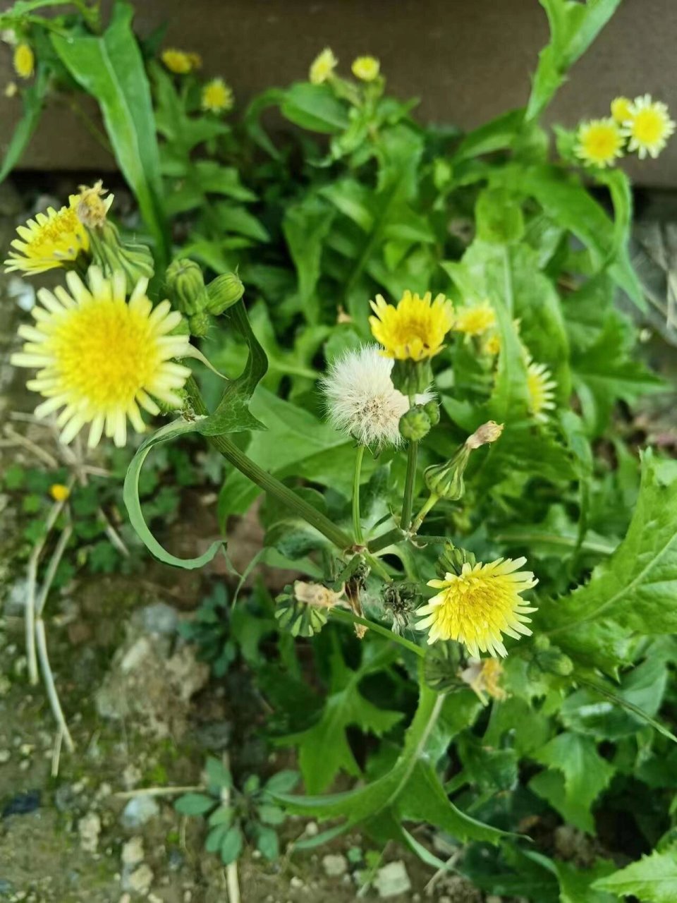 苦苣菜,是一种春末到秋冬都开花,但许多人都等不及它开花,就急着食用